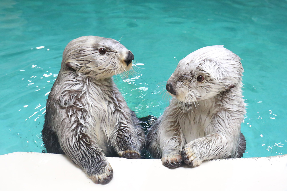 鸟羽水族馆