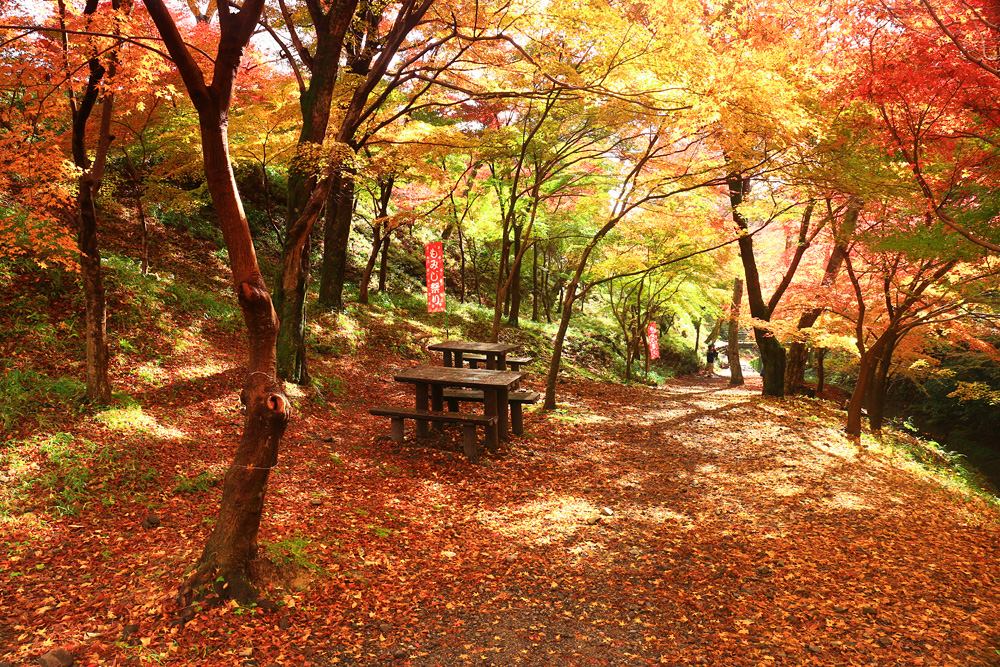 Suizawa Autumn Leaves Valley